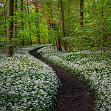 Spring bloomers